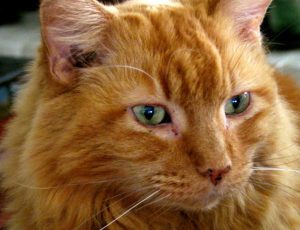 Beautiful Trevor