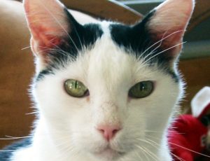 Beau